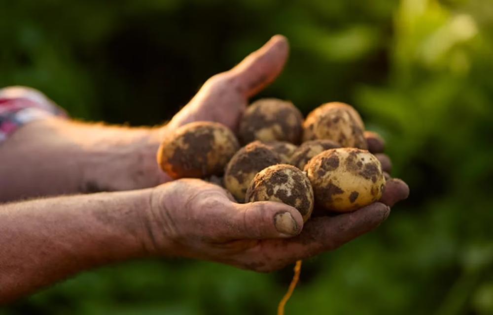 Colruyt geeft aardappeloverschotten zinvolle bestemming door schenkingen aan de Voedselbanken